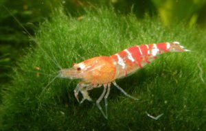 Zwerggarnele in Nanoaquarium