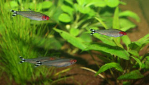 Rotmaulsalmler in Nanoaquarium