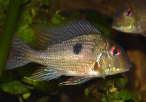 Aquarium Wasser trüb - 4 Probleme - 5 Ursachen - 10 Lösungen